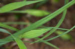 Waterfall's sedge